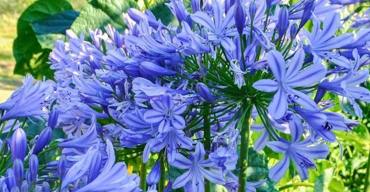 Agapanthus 'Dr Brouwer' (Trumpet-Group)