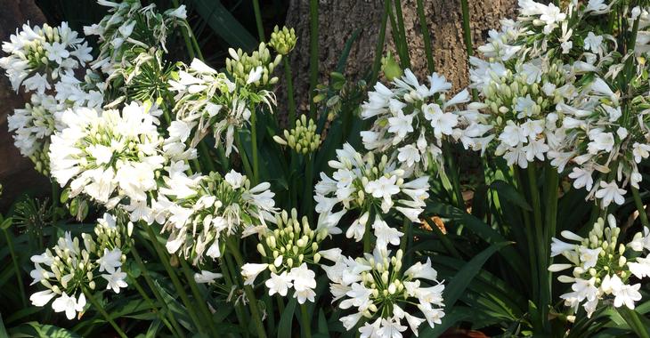 Agapanthus EVER WHITE® (Trumpet-Group)