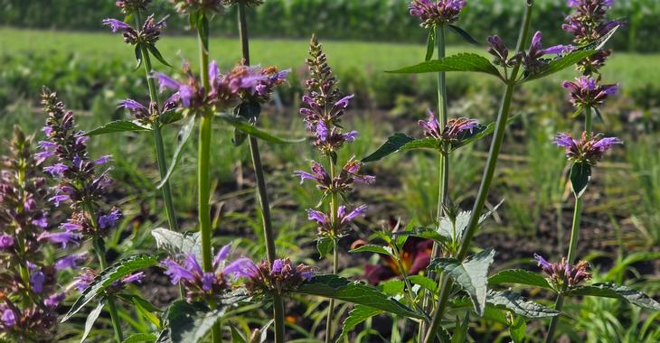 Agastache rugosa 'Spicey'