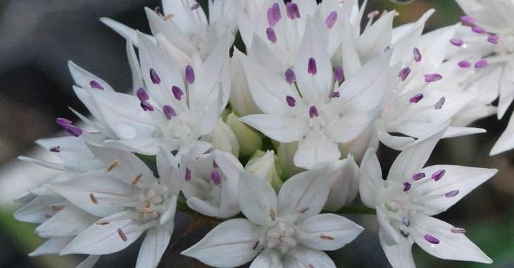 Allium amplectens 'Graceful Beauty' LOS