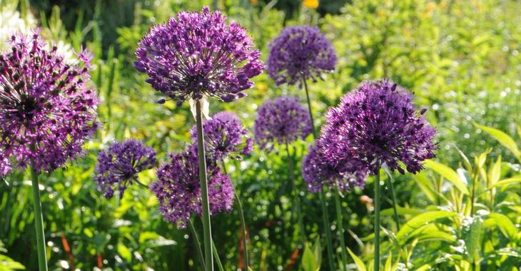 Allium aflatunense 'Purple Sensation' LOS