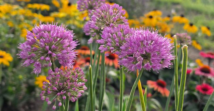 Allium senescens 'Serendipity'