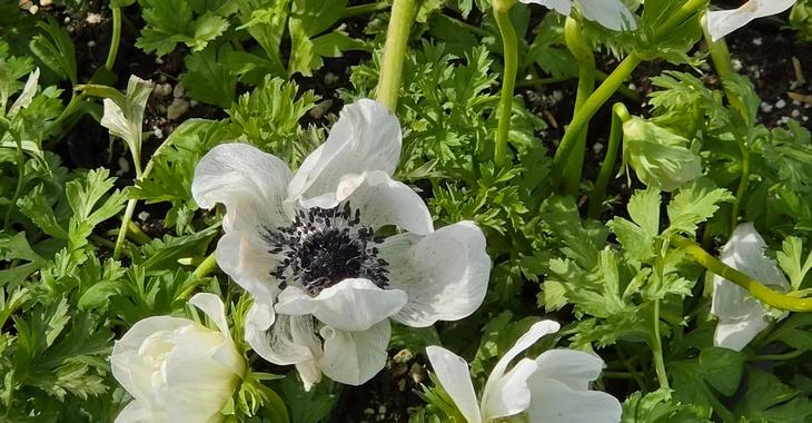 Anemone coronaria 'Bride'