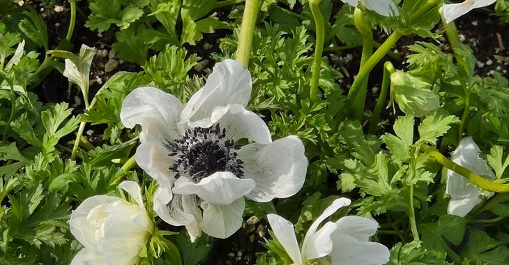 Anemone coronaria 'Bride' LOS