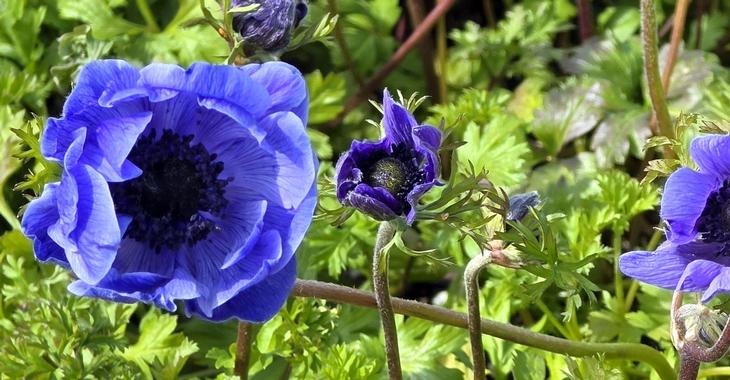 Anemone coronaria 'Mr. Fokker'