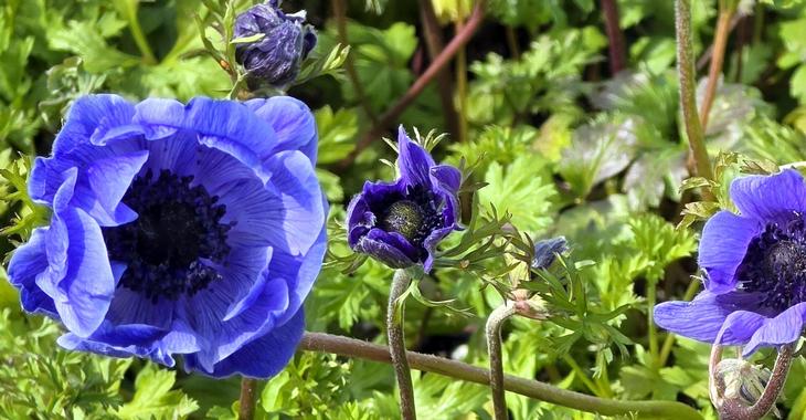 Anemone coronaria 'Mr. Fokker' LOS