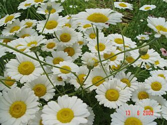 Anthemis hybrida (x) 'Wargrave'