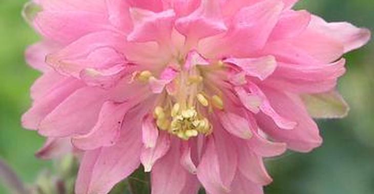 Aquilegia vulgaris 'Rose Barlow'