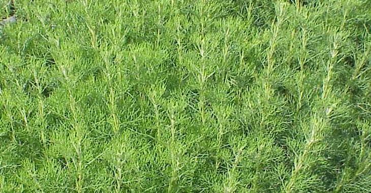 Artemisia abrotanum (CITROENKRUID)