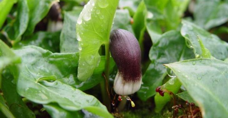 Arisarum proboscideum