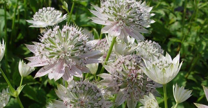 Astrantia 'Berendien Stam'