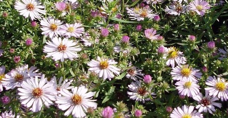 Aster x amethystinus 'Kylie'