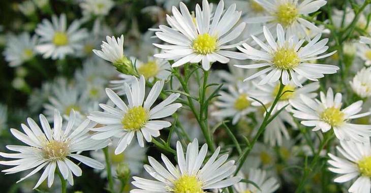 Aster Monte Casino Purple