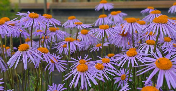 Aster tongolensis 'Napsbury'