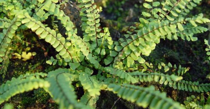Asplenium trichomanes