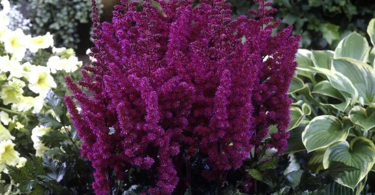 Astilbe chinensis 'Vision in Red' PBR