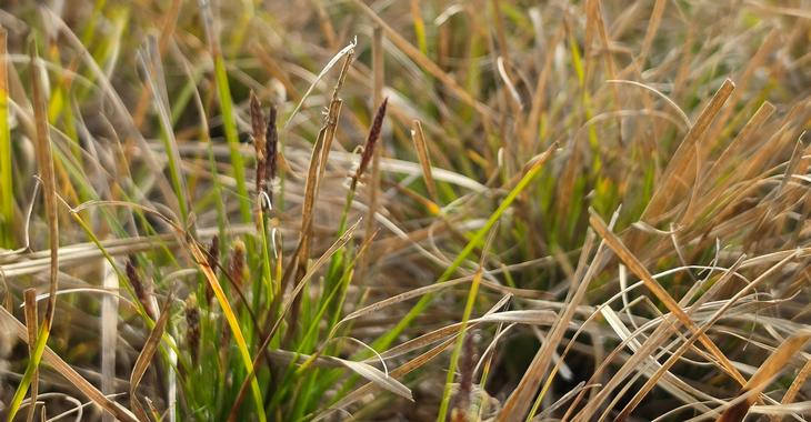 Carex pensylvanica