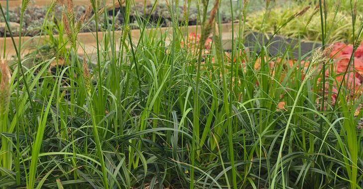 Carex RIBBON FALLS