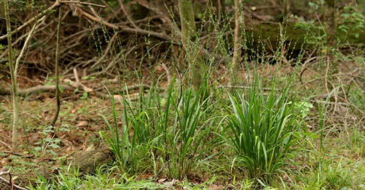 Chasmanthium laxum