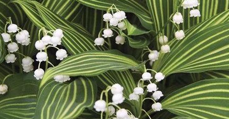Convallaria majalis 'Albostriata'