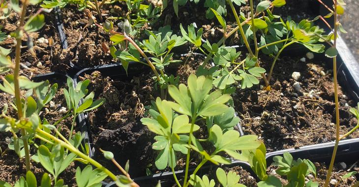 Corydalis cava