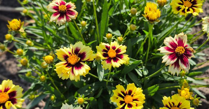 Coreopsis grandiflora SOLAR FANCY ®