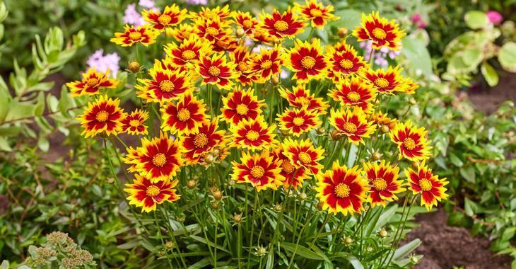 Coreopsis grandiflora SOLAR JEWEL ®