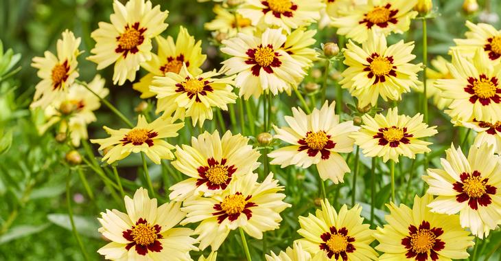 Coreopsis grandiflora SOLAR MOON ®