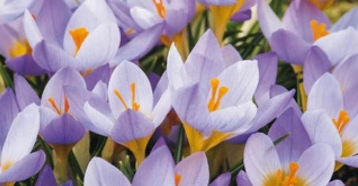 Crocus species 'Rosalind'