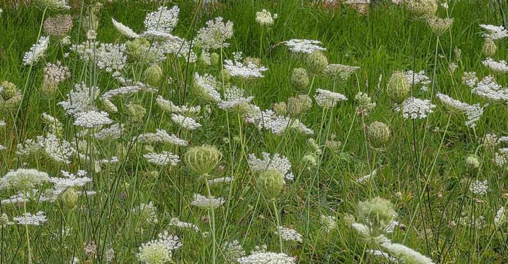 Daucus carota