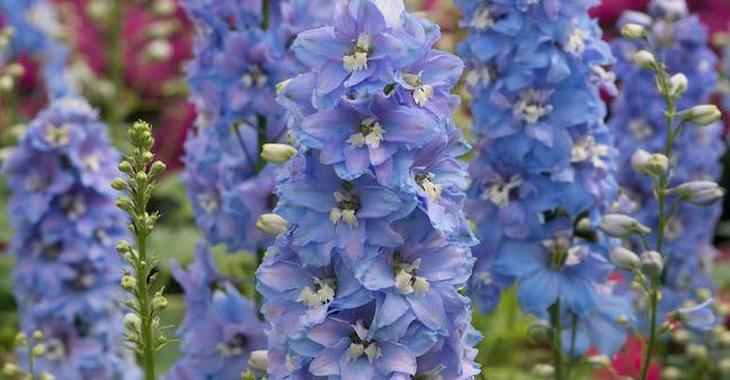Delphinium MAGIC FOUNTAINS 'Sky Blue White Bee'