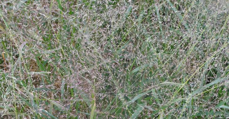 Eragrostis spectabilis JS® 'Great Plains'