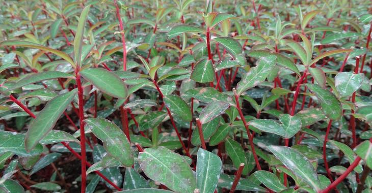 Euphorbia griffithii 'Beauty Orange'