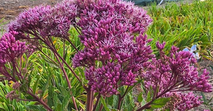 Eupatorium maculatum 'Eureka'