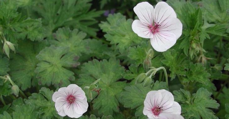 Geranium 'Coombland White'