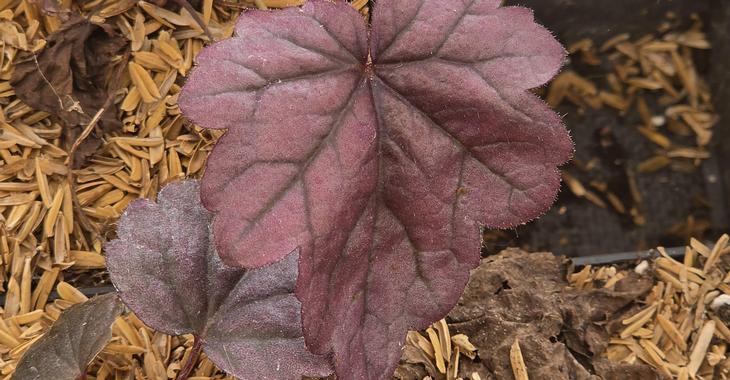 Heuchera 'Wildberry' PBR ('Forever Purple')