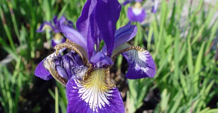 Iris sibirica 'Blue Moon'