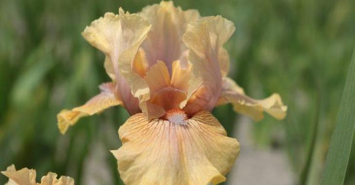 Iris 'Country Dance' (Germanica-Group)