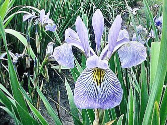 Iris x 'Gerald Darby' 