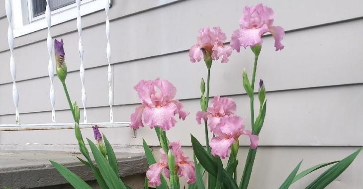 Iris 'Pink Empress(Germanica-Group)