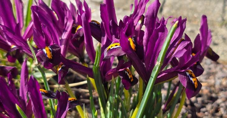 Iris reticulata 'Purple Hill' LOS