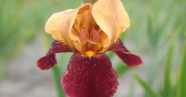 Iris 'Red Red Wine' (Germanica-Group)