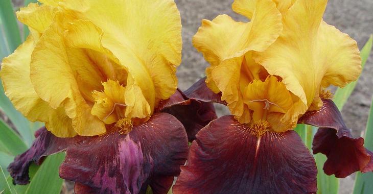 Iris 'Supreme Sultan' (Germanica-Group)