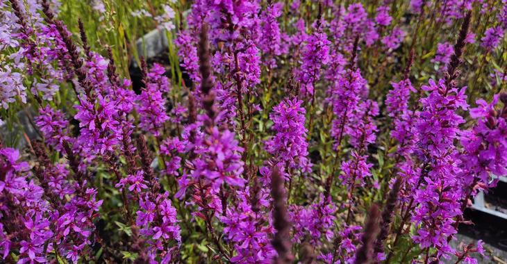 Lythrum salicaria 'Luminara Lilac'