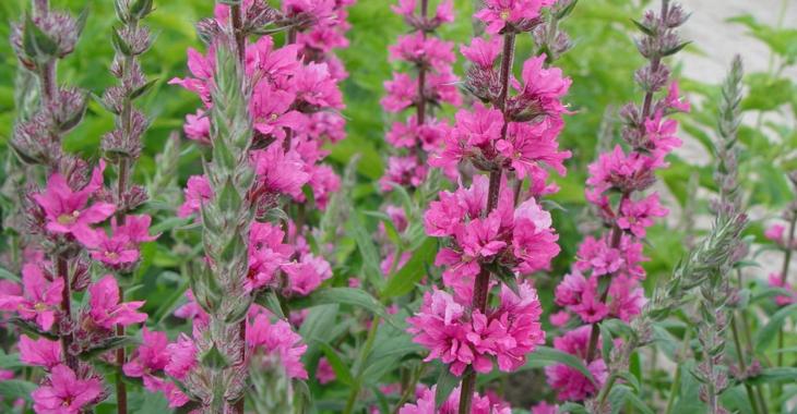 Lythrum salicaria JS® 'Pink Blush'