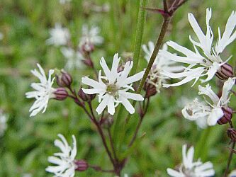 Lychnis flos-cuculi 'White Robin'