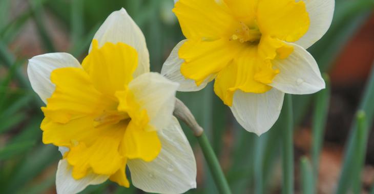 Narcissus 'Centannées' LOS