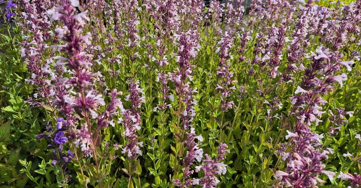 Nepeta grandiflora 'Florina'
