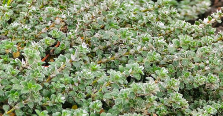 Paronychia kapela ssp. serpyllifolia