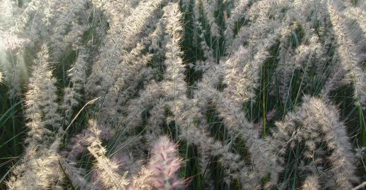 Pennisetum or. 'JS Dance With Me' PBR